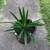 Plant/ pandan leaf 4 thumbnail