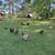 Pasture Raised Chickens! 14 thumbnail