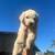 Golden doodle 4 thumbnail