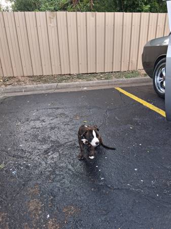 CACHORRO BULLBOXER PITBULL DE 12 SEMANAS (Waco)63661959347457121