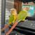Conures and zebra finch need a new home 5 thumbnail