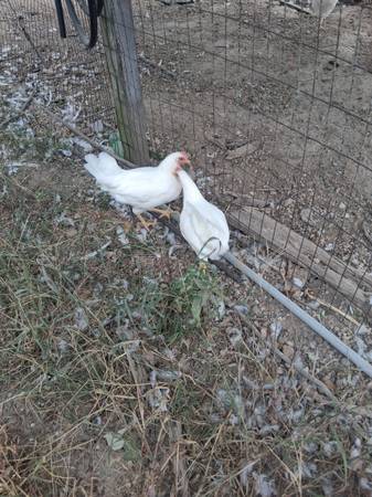 White leghorn pullets 1
