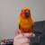 Sun conure 1 thumbnail