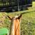 CLT Colt Starting And Training 5 thumbnail