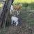 Painted Desert Sheep, Dorper Ram 9 thumbnail