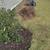 You need your lawn mowed  and look good, call L & L Lawn Care Service 17 thumbnail