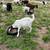 Goats for sale 4 thumbnail