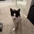 FOUND cat black and white young 1 thumbnail
