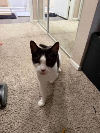 GATO ENCONTRADO: negro y blanco, joven (Villas de Oceanside, Monterey y Carmel)