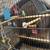 Parakeets 2 thumbnail