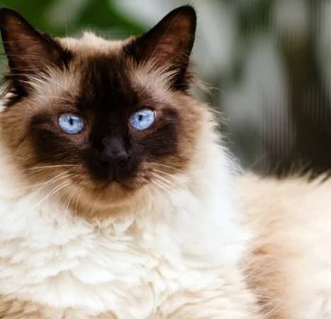 Inexpensive pet sitting (certified,insured,and bonded) 1