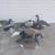 Decoys 1 thumbnail