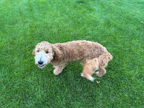 Goldendoodle macho de 6 meses necesita reubicación (Pasco)63827962001155122