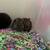 Netherland Dwarf Bunny Bunnies Rabbit 11 thumbnail