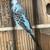 Parakeets $40 and up for a pair whit a cage and nest incluide 3 thumbnail
