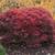 4 FT SHAINA DWARF RED JAPANESE MAPLE * OBO 1 thumbnail