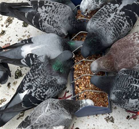 Pigeons, racing pigeons (Saint Paul)63906250516994120