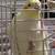 Cockatiel pair 1 thumbnail