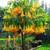 Angel's Trumpet tree. Brugmansia . By Greengirl. 15 thumbnail