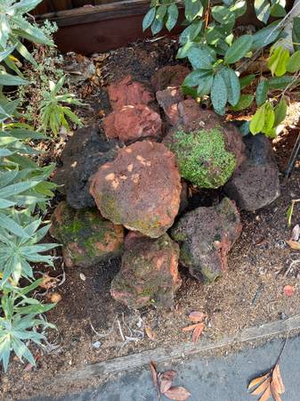 Lava rocks and plants 1