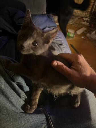 Kittens to a good home (East hampton)63873145961089120