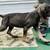 Italian Mastiff 5 thumbnail
