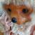 Robert Raikes Original Penelope Bear 5 thumbnail