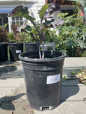 Tree Kale / Collard Edible Plant 1