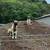 Anatolian Shepherds 1 thumbnail
