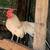 Chickens for sale - Old English Opal Pair 2 thumbnail