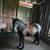 Mare 13 yrs 4 thumbnail