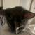 Cute black and biege kitten 9 thumbnail