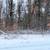 Vacant Wooded Parcel in Wisconsin Dells 8 thumbnail