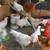 Chickens / Pullets / 12 thumbnail