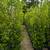 Ficus 11 thumbnail
