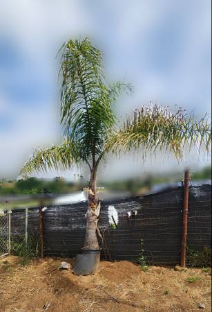 Queen Palm 1