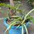Garden Yucca plant with new off-shoot 5 thumbnail