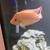 Srm 7.5" super red monkey flowerhorn 1 thumbnail