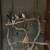 Parakeets 1 thumbnail
