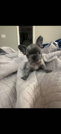 Merle frenchie63829609295875120