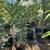 Oleander Bushes Multiple Sizes Red and White 22 thumbnail