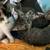 Kittens looking for a home! 3 thumbnail