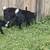 Nigerian dwarf wether bucklings 8 thumbnail