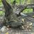 DRIFTWOOD 3 thumbnail
