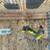 Gouldian finches 10 thumbnail