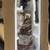 Ceiling Fan Matthews Patricia-5 42" Bronze  Walnut 2 thumbnail