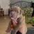 American bullie puppies 4 thumbnail