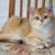 Elite British shorthair kittens 1 thumbnail