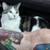 Lost cat, please help! 2 thumbnail