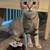 Cat 5 thumbnail